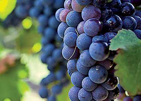 dettaglio Grappello Ruberti