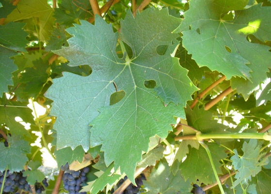 Foglia Grappello Ruberti