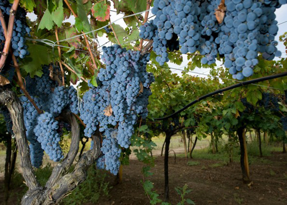 Grappello Ruberti